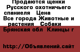 Продаются щенки Русского охотничьего спаниеля › Цена ­ 25 000 - Все города Животные и растения » Собаки   . Брянская обл.,Клинцы г.